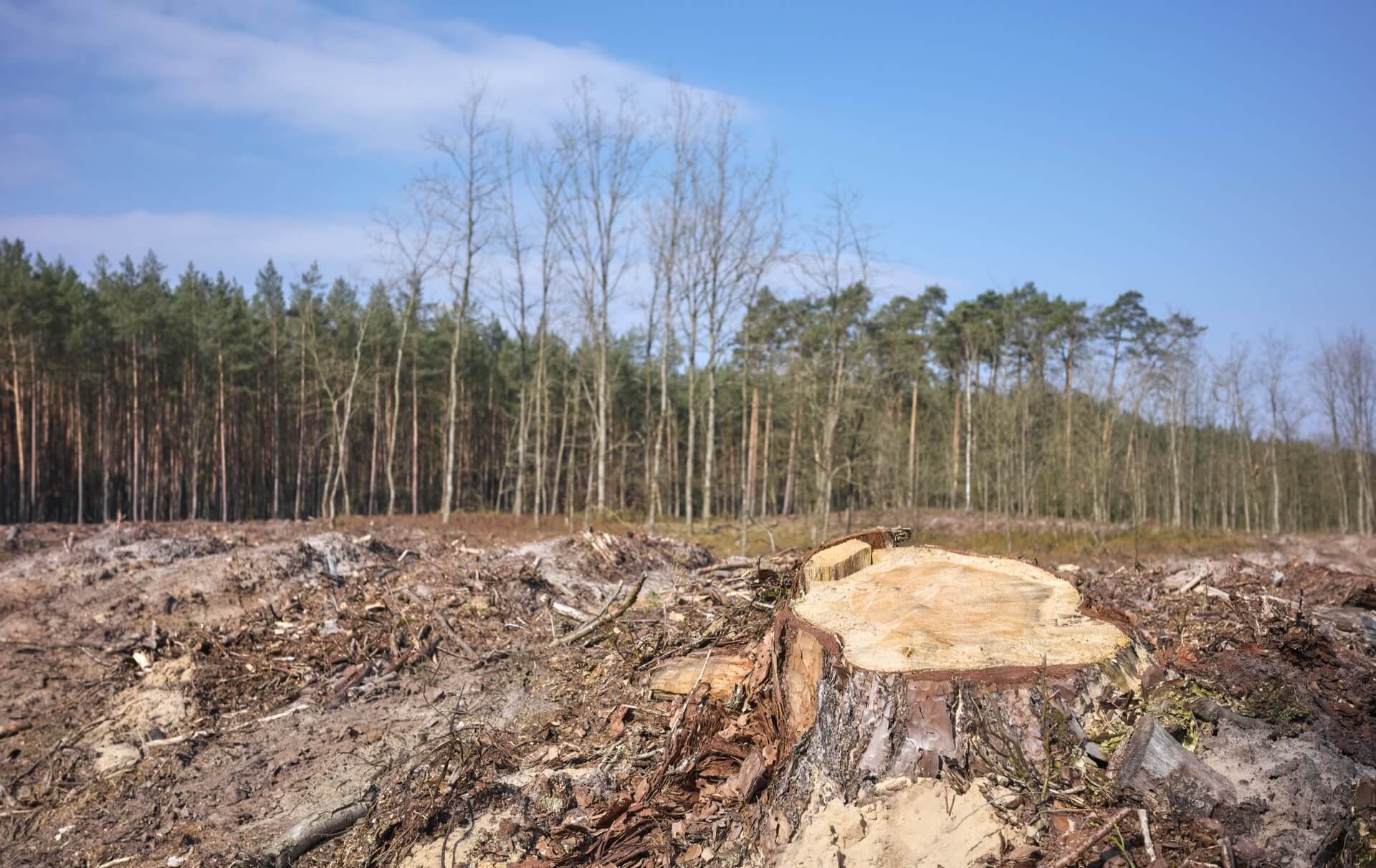 Stump grinding service in Macon GA - removing tree stumps after tree removal