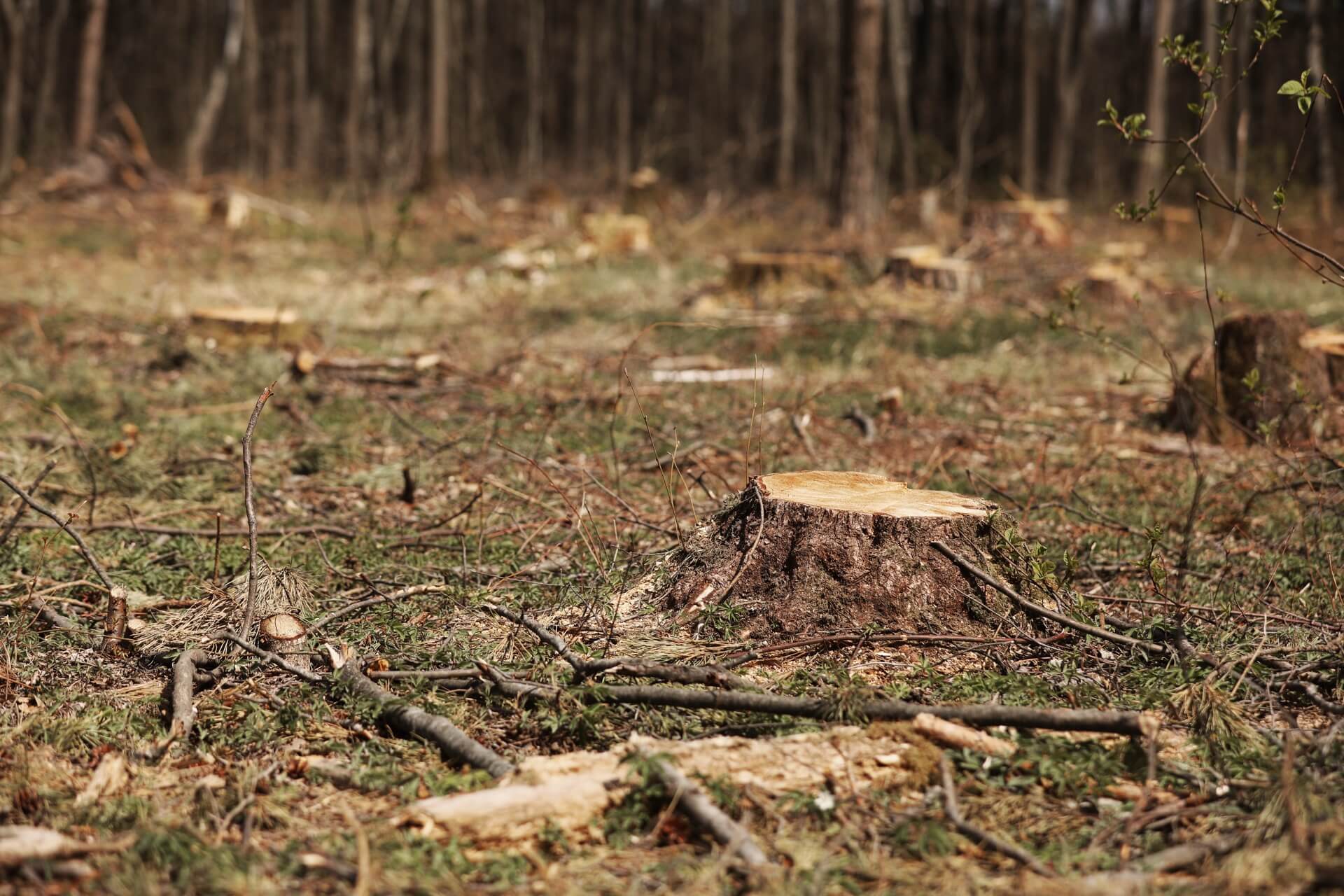 Stump grinding service in Macon GA - tree stumps ready for professional removal
