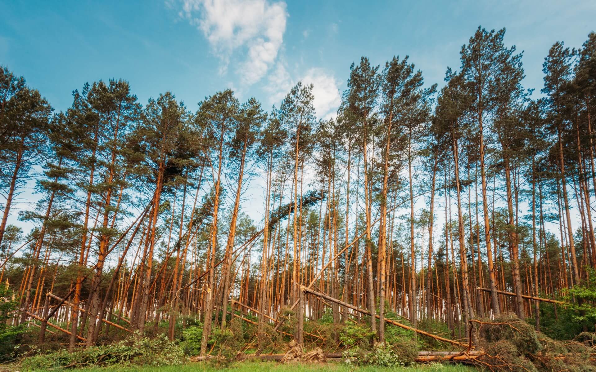 Forestry mulching results in Georgia - cleared land with natural mulch ground cover