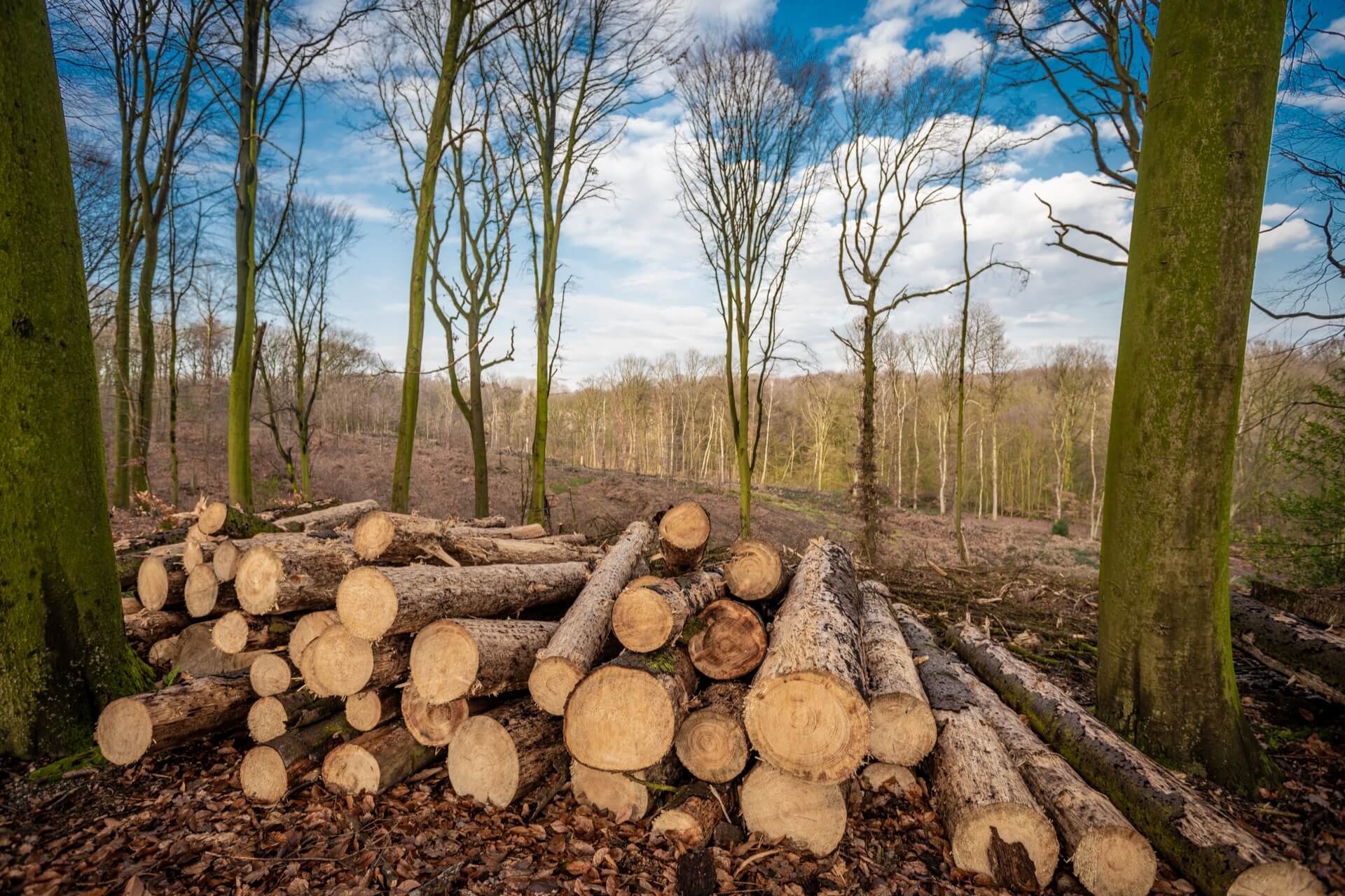 Tree stumps and logs after tree removal - ready for stump grinding service in Middle Georgia