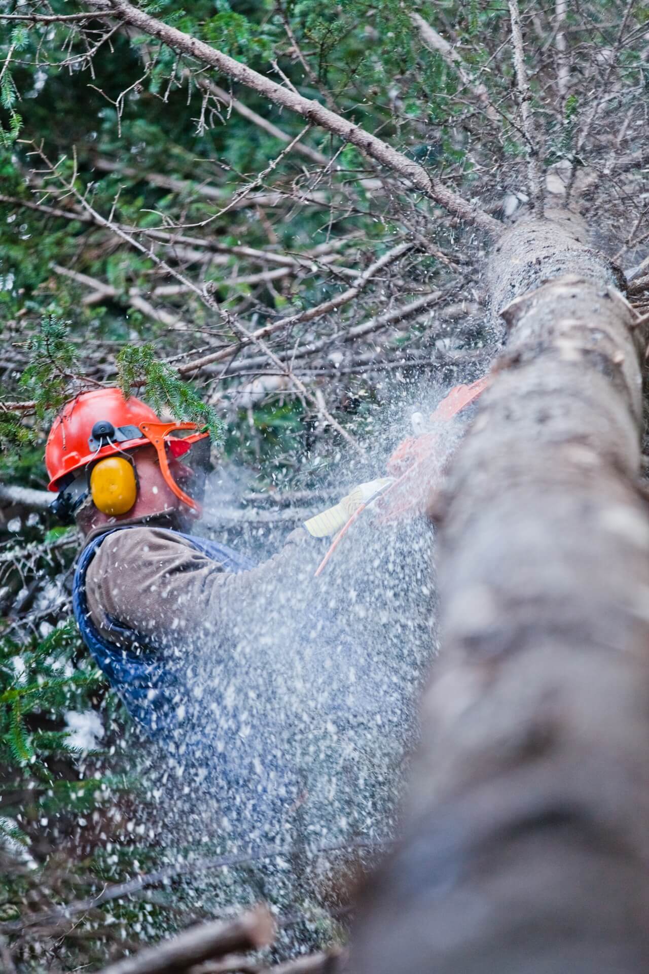 Professional tree trimming service in Macon GA - arborist pruning branches