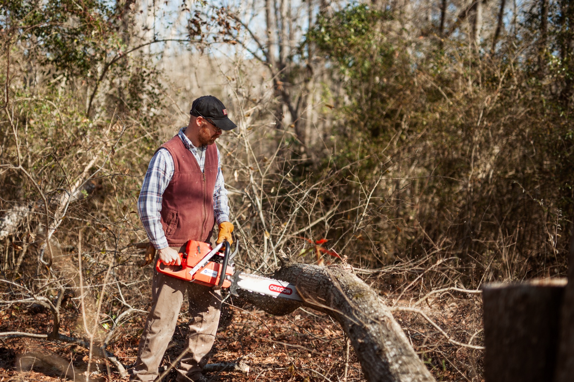 Professional tree removal service in Forsyth GA - chainsaw cutting large oak